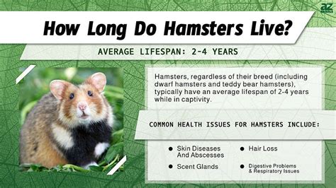 hamster xlive|How Long Do Hamster Live – [Vet Explains Pets]